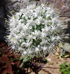 Allium cepa