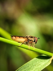 Platycheirus quadratus