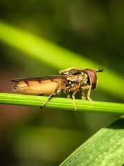 Platycheirus quadratus