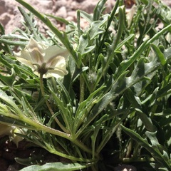 Chamaesaracha coronopus