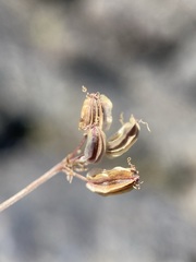 Cymopterus terebinthinus