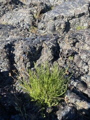 Cymopterus terebinthinus
