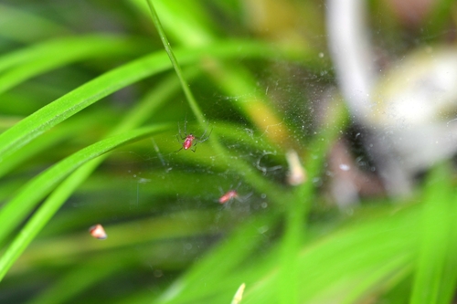 Black-tailed Red Sheetweaver
