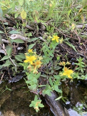 Hypericum ellipticum