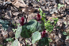 Trillium maculatum