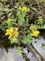 Hypericum ellipticum