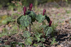 Trillium maculatum
