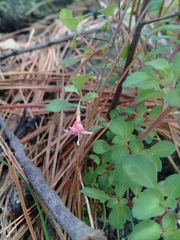 Symphoricarpos microphyllus