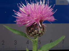 Centaurea debeauxii