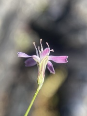 Stephanomeria tenuifolia