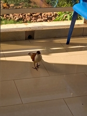 Centropus senegalensis