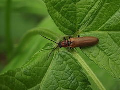 Denticollis linearis