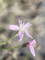 Stephanomeria tenuifolia
