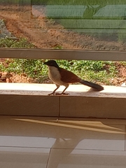 Centropus senegalensis