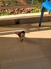 Centropus senegalensis