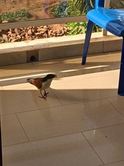 Centropus senegalensis