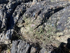Stephanomeria tenuifolia