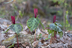 Trillium maculatum