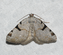 Macaria subcessaria