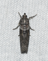Sciota subfuscella