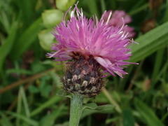 Centaurea debeauxii