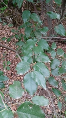 Prunus ilicifolia lyonii