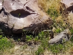 Ictidomys tridecemlineatus