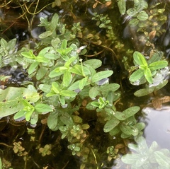 Hypericum ellipticum