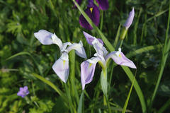 Iris ensata