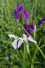 Iris ensata