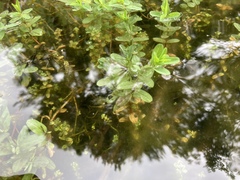 Hypericum ellipticum