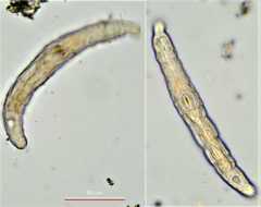 Habrotrocha collaris