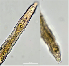 Habrotrocha collaris