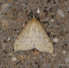 Hahncappsia pergilvalis