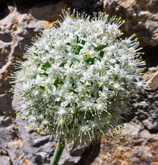 Allium cepa