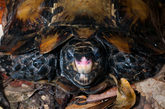 Impressed Tortoise photo 5