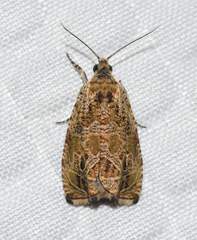 Olethreutes permundana