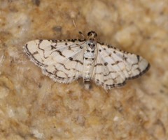 Hileithia rehamalis
