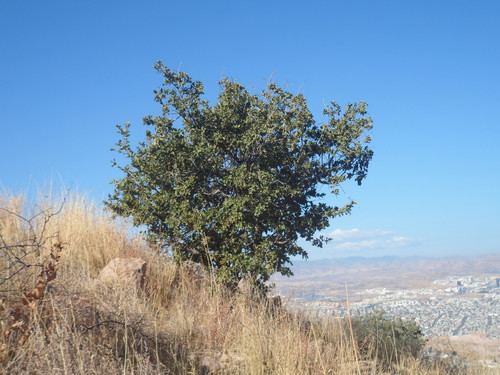 Image of Quercus chihuahuensis by (c) Leví Bernardo Martínez Reza, some rights reserved (CC BY-SA)