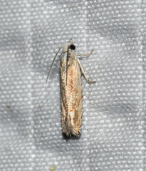 Eucosma kiscana