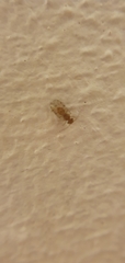 Ectopsocidae