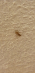 Ectopsocidae