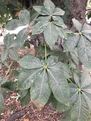 Aesculus californica
