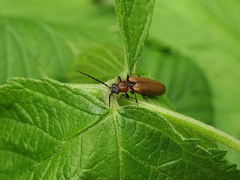 Denticollis linearis