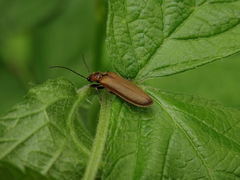 Denticollis linearis