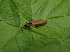 Denticollis linearis