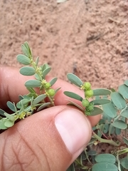 Phyllanthus abnormis