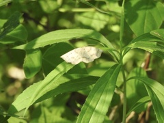 Metarranthis indeclinata