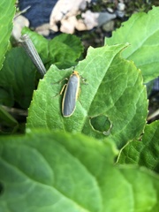 Eilema lurideola