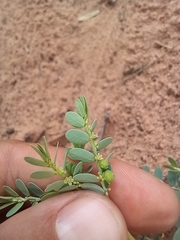 Phyllanthus abnormis